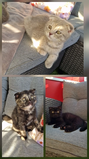 ab sofort suchen 3 hübsche bkh ragdoll mix kitten mädchen 