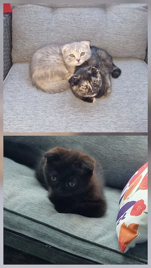 3 kitten mädchen suchen ab sofort
