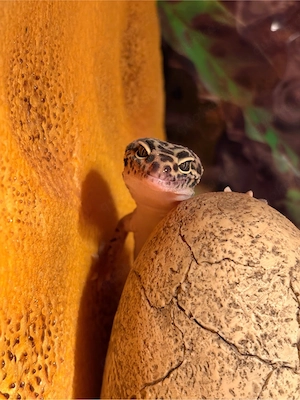 Leopardgecko Männchen