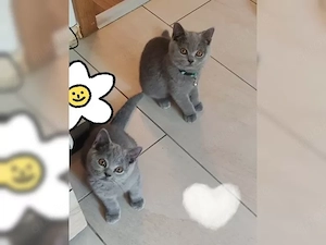 BKH Kitten-Blau Abgabebereit