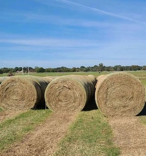 2025 Bahia- Bermudagras-Rundballen, 4   5 Fuß (tatsächliche 60 Zoll), 900 925 lbs, unkrautfrei