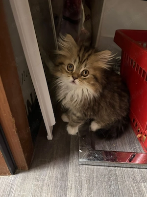 Zuckersüßes BKH-Perser-Mix Katzenmädchen Kira (geb. 3. Mai) sucht ein liebevolles Zuhause!