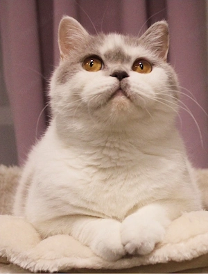 BKH Katze mit Stammbaum vom Züchter 