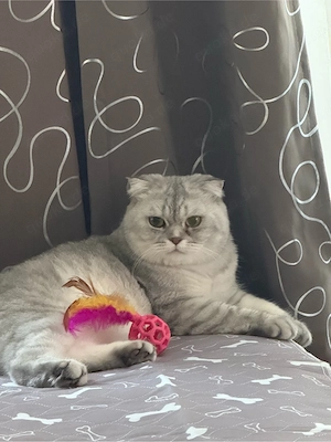    Britisch-Kurzhaar-Kater, 5 Jahre, kastriert