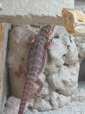 Verkaufe circa 6 Monat alten Bartagame Pogona vitticeps 
