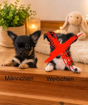 Chihuahua welpen 