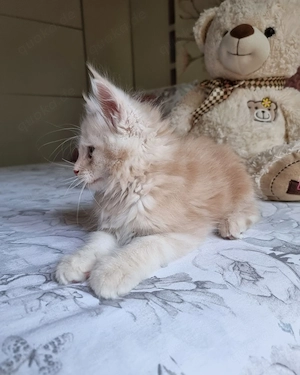 Wir haben bezaubernde Maine-Coon-Kätzchen, die ein neues, liebevolles Zuhause suchen.