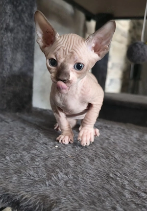 Sphynx Kitten Kater Katze 