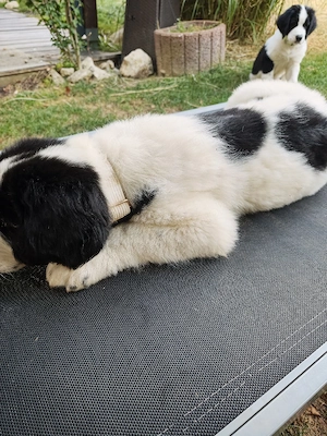 Landseer-Mix
