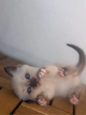 katzenbabys
