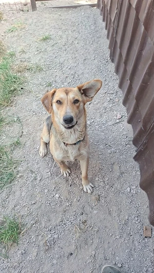 Gretta - sanfte Seele möchte wieder vertrauen können Bild 4