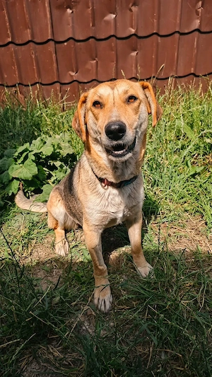 Gretta - sanfte Seele möchte wieder vertrauen können Bild 2