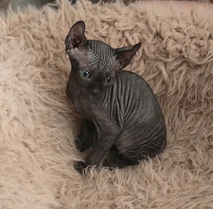 Sphynx Kitten Kater Katze 