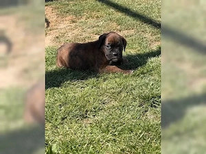 Boxer Welpe Boxer Boxerwelpen mit Papieren.