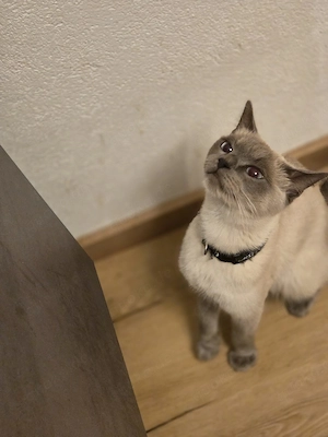 Britische Kurzhaar Katze