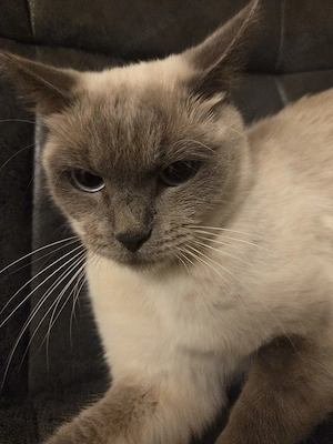 Britische Kurzhaar Katze