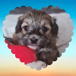 Malteser -Yorkshire Mix, Morkis