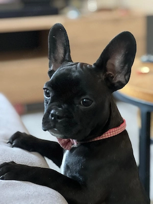 Französische Bullddogge