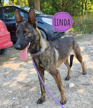 Linda, wunderhübsche, stattliche und bezaubernde Belgische Schäferhündin Mix
