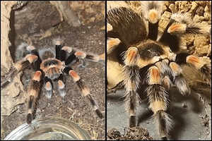 Brachypelma hamorii 1.0 + X. intermedia 1.0