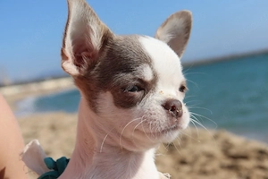 Wunderschöne Chihuahua-Hündin sucht ein neues Zuhause