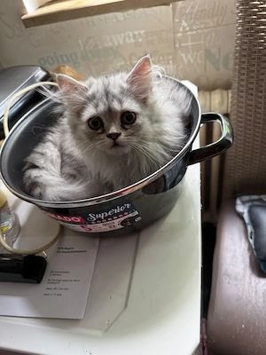 Zuckersüßes BKH-Perser-Mix Katzenmädchen Rosie (geb. 3. Mai) sucht ein liebevolles Zuhause!