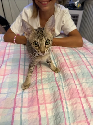 13 wochen alte kitten abzugeben 