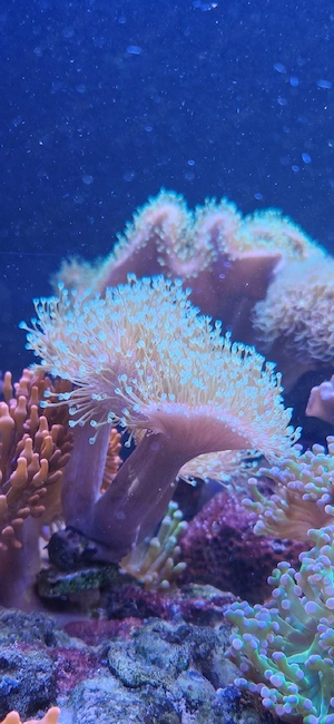 Pilzleder grün Sarcophyton aka Fidji