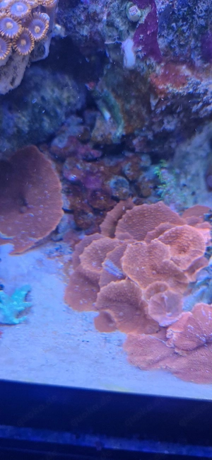 Red Discosoma Mushroom Coral - Single Mushroom