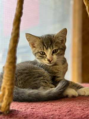 Kitten 10 Wochen 3männlich, 1weiblich