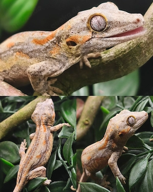 Höckerkopfgecko 0.0.1 Orange Striped