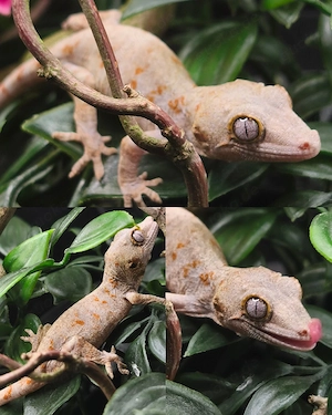 Höckerkopfgecko 0.0.1 Orange Reticulated