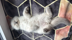Wuschelige Britisch Kurzhaar Kitten Bkh