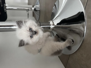 Wuschelige Britisch Kurzhaar Kitten BKH Bild 4