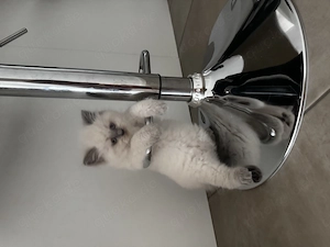 Wuschelige Britisch Kurzhaar Kitten BKH Bild 3
