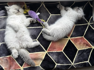 Wuschelige Britisch Kurzhaar Kitten BKH