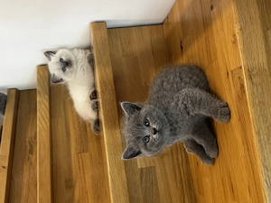 Wuschelige Britisch Kurzhaar Kitten BKH Bild 5