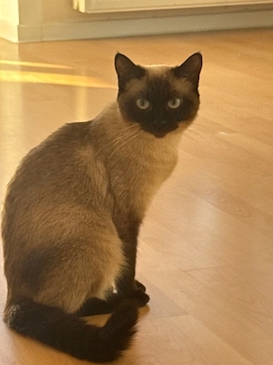 Siam Katze (2 jahre alt )