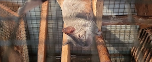 Degu-Dame sucht Zuhause mit Kuschelpartnern