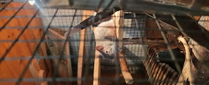 Degu Mädchen sucht neues Zuhause mit Kuschelpartnern