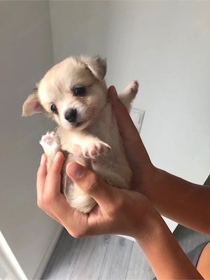Chihuahua Welpen