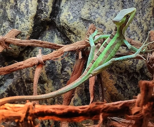 Kronenbasilisk, Leamanctus longipes, Weibchen