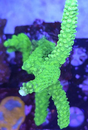 Acropora Koralle Meerwasser