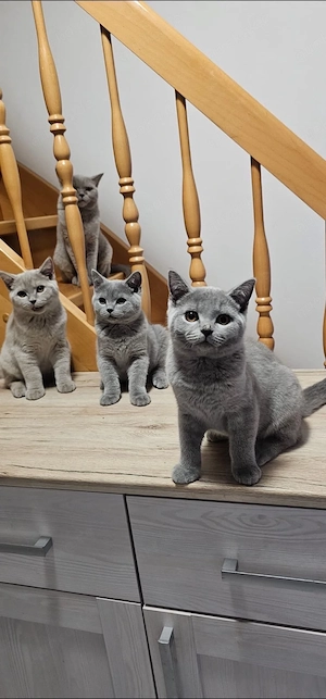 Bkh Kitten Reinrassig 