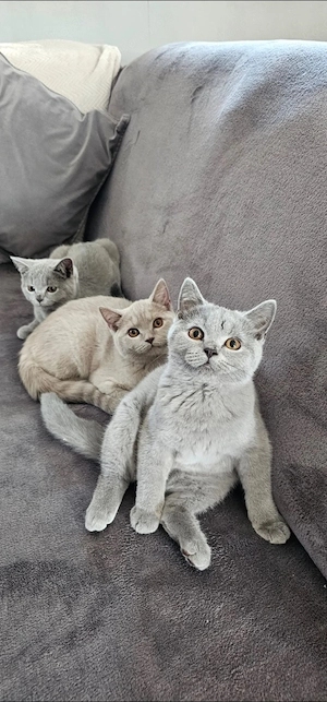 Bkh Kitten Rheinrassig  Bild 2