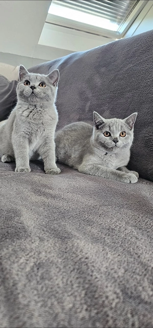Bkh Kitten Rheinrassig  Bild 7