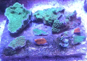Montipora Koralle Meerwasser