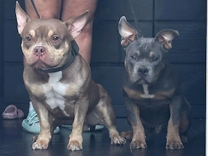 Unser American Bully Rüde sucht ein neues zu Hause 