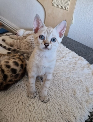 Bengal Kitten aus Traumverpaarung