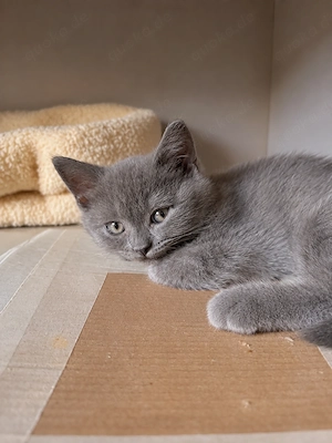 Britisch Kurzhaar Kitten suchen ein liebevolles Zuhause 